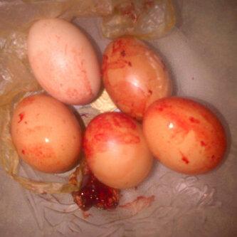 Telur yang dilahirkan